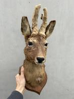 Hertekop, ree met gewei - taxidermie - bast wintergewei, Verzamelen, Dierenverzamelingen, Ophalen of Verzenden, Gebruikt, Hert