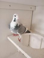 Kweek duivin !!! 2022 .!!!!!, Dieren en Toebehoren, Vogels | Duiven