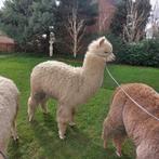 Alpaca hengstje Quick 2023, Dieren en Toebehoren, Overige Dieren, Mannelijk