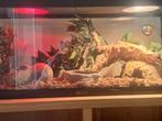 Terarium met korenslang baby, Ophalen, Zo goed als nieuw