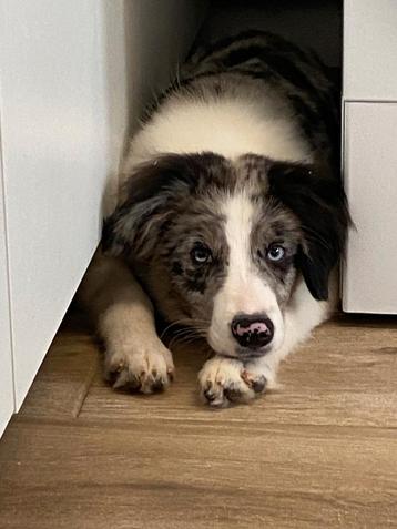Border collie reukes beschikbaar voor biedingen