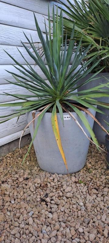 yucca gloriosa beschikbaar voor biedingen