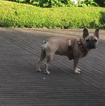 Hondenjasje voor Franse Bulldog beschikbaar voor biedingen