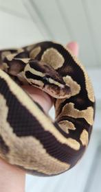 1.1 Python regius - pastel pied / fire het. DG, Dieren en Toebehoren, Slang, Tam, 0 tot 2 jaar