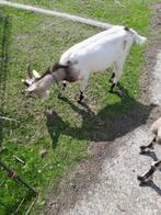 Melkgeiten bokje 04/2025, Dieren en Toebehoren, Schapen, Geiten en Varkens, Mannelijk, Geit