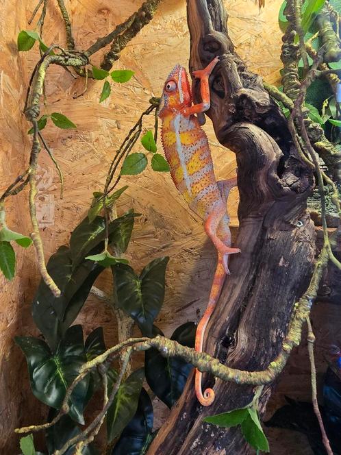 Furcifer pardalis man 8 maanden oud, Dieren en Toebehoren, Reptielen en Amfibieën