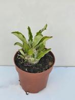 Pachypodium saundersii, Ophalen of Verzenden