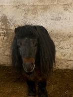 Lieve shetland pony, Animaux & Accessoires, Poneys
