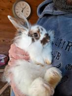 Leeuwenkop kruising, voedstertje zoekt dringend nieuwe thuis, Dieren en Toebehoren, Konijnen, Vrouwelijk