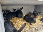 reuzenvlinder voetster met 9 jongen, Meerdere dieren, Groot, 0 tot 2 jaar