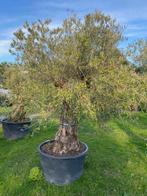 Mooie oude olijfboom met prachtige volle kruin BL 31, Tuin en Terras, Planten | Bomen, 100 tot 250 cm, Olijfboom, Zomer, Ophalen