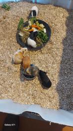 cavia's  ( gratis ) vrouwtjes en beertjes, Novembre, Cobaye