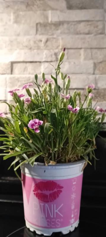 Dianthus - pink kisses beschikbaar voor biedingen
