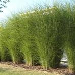 Miscanthus, Enlèvement