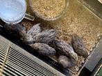 Chinese Dwergkwartel, Dieren en Toebehoren, Vogels | Overige Vogels, Meerdere dieren, Wildzangvogel, Tam