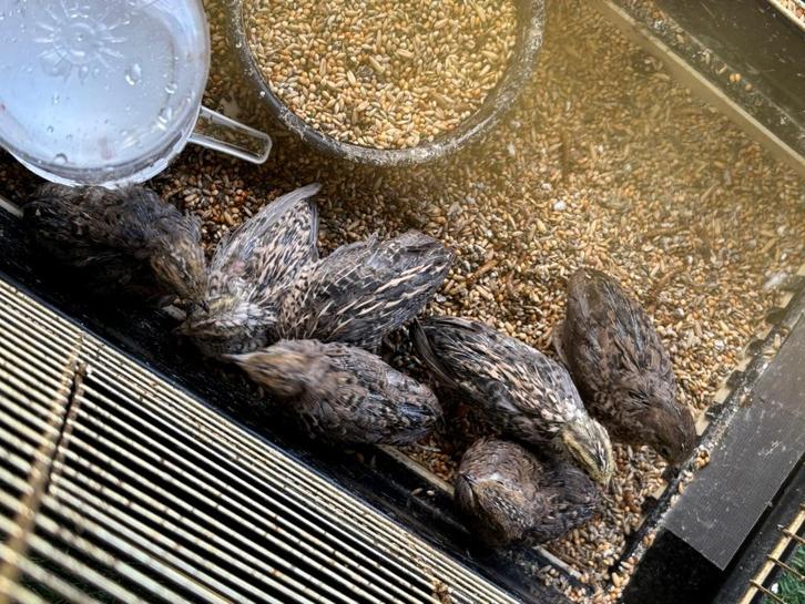 Chinese Dwergkwartel, Dieren en Toebehoren, Vogels | Overige Vogels, Wildzangvogel, Meerdere dieren, Tam