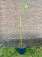 Musa Yunnanensis, Tuin en Terras, Ophalen