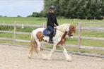 Knappe tinker pony, Ruin