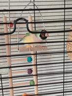 Diamond gold te koop, Dieren en Toebehoren