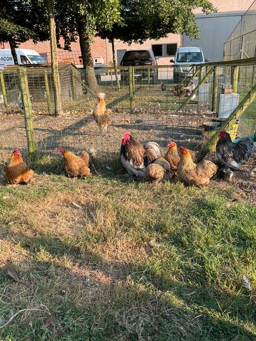 Cochin kriel, Dieren en Toebehoren, Pluimvee, Kip, Mannelijk