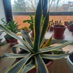Agave, Ophalen