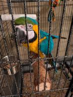 Blauwgele ara, Dieren en Toebehoren, Vogels | Parkieten en Papegaaien, Vrouwelijk, Papegaai, Pratend