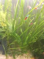 Vallisneria, Ophalen