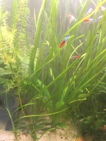Vallisneria beschikbaar voor biedingen