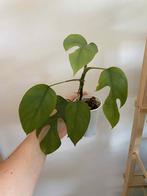 Monstera minima, Enlèvement ou Envoi