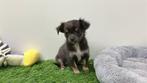Chihuahua pups, Dieren en Toebehoren, Honden | Chihuahua's en Gezelschapshonden, België, 8 tot 15 weken, CDV (hondenziekte), Meerdere