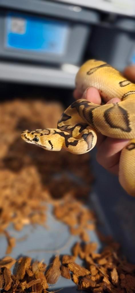 0.1 pastel enchi clown, Dieren en Toebehoren, Reptielen en Amfibieën, Slang, 0 tot 2 jaar