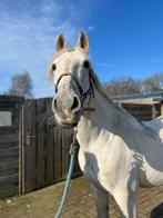 Verschillende paarden te koop, Dieren en Toebehoren, Paarden, Ruin, Met stamboom