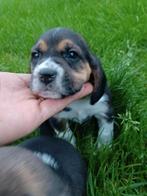 Ondeugende Beagle pups ! (enkel nog reutjes), Dieren en Toebehoren, Meerdere, 8 tot 15 weken, Meerdere dieren, België