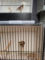 Cabaret barmsijzen, Mannelijk, Wildzangvogel, Geringd