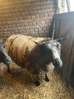 Schapen te koop