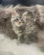 Maine coon kittens, Dieren en Toebehoren, Meerdere dieren, Gechipt, 0 tot 2 jaar
