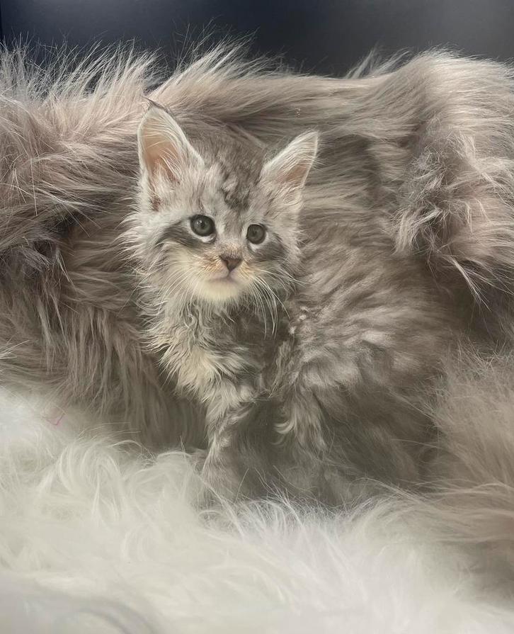Maine coon kittens, Dieren en Toebehoren, Katten en Kittens | Raskatten | Langhaar, Meerdere dieren, 0 tot 2 jaar, Met stamboom