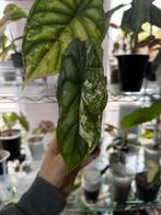 Alocasia dragon scale albo, Huis en Inrichting, Kamerplanten, Ophalen of Verzenden