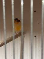 Kanarie te koop, Dieren en Toebehoren, Vogels | Kanaries, Mannelijk, Zangkanarie