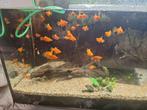 Vissen met aquarium, Dieren en Toebehoren
