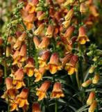 Digitalis obscura Sunset, Tuin en Terras, Planten | Tuinplanten, Ophalen