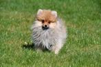 Pomeriaan pups te koop - Dwergkeeshondjes