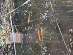 Koi karpers, Dieren en Toebehoren, Vissen | Vijvervissen