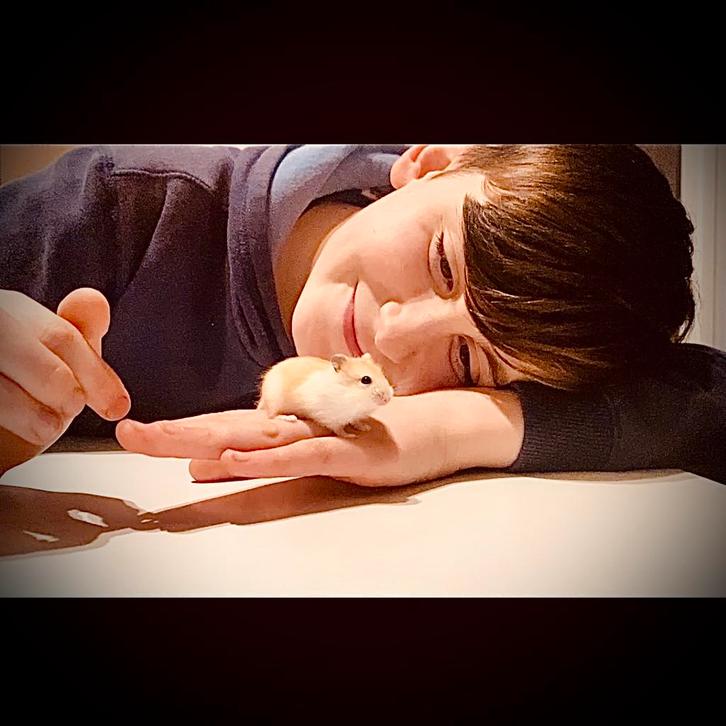 Prachtige allerschattigste troetelhamstertjes (4-8 weken), Dieren en Toebehoren, Knaagdieren, Meerdere dieren, Hamster, December