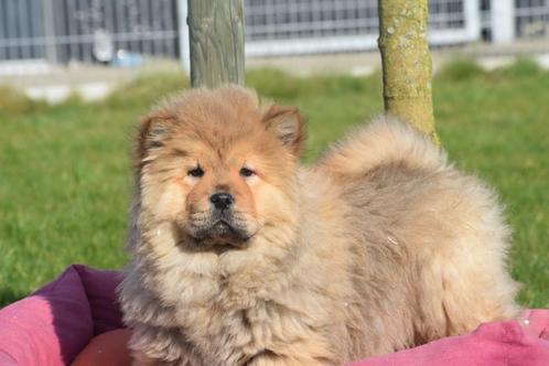 Chow-chow pups geboren in Belgie, Dieren en Toebehoren, Honden | Poolhonden, Keeshonden en Oertypen, Meerdere dieren, Poolhond