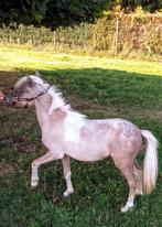 American Miniature Horse Silverdapple Pintaloosahengst 2024, Dieren en Toebehoren, Pony's, Hengst, Gechipt, 0 tot 2 jaar