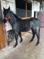 Merrieveulen, Dieren en Toebehoren, Paarden