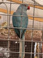 Couple perruche  a collier, Animaux & Accessoires, Femelle, Perruche