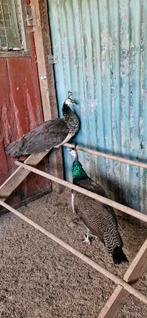 Paons, Animaux & Accessoires, Volatiles, Plusieurs animaux, Autres espèces