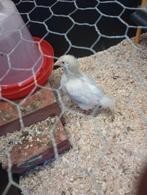 Haantjes, Dieren en Toebehoren, Pluimvee, Mannelijk, Kip